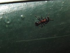 Dilobocondyla fouqueti