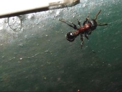 Dilobocondyla fouqueti