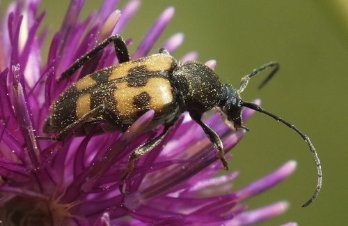 Judolia erratica