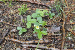Fragaria vesca americana