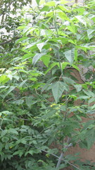 Acer negundo