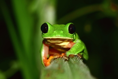 Agalychnis moreletii