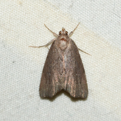 Cutina albopunctella