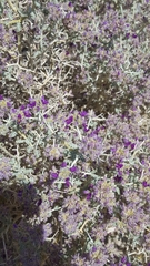 Psorothamnus polydenius