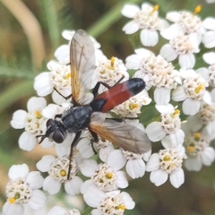 Cylindromyia brassicaria