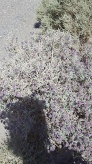 Psorothamnus polydenius