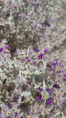 Psorothamnus polydenius