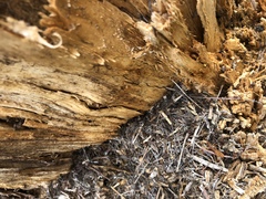 Formica polyctena × rufa