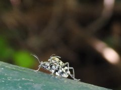 Chlorophorus reductus