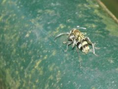 Chlorophorus reductus