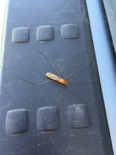 Ferruginous Tiger Crane Fly photographed in South Dakota