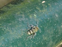 Chlorophorus reductus