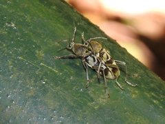 Chlorophorus reductus