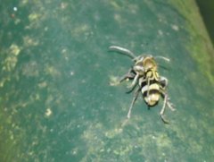 Chlorophorus reductus