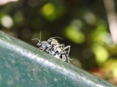 Chlorophorus reductus