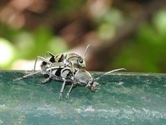 Chlorophorus reductus