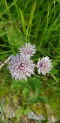 Astrantia major