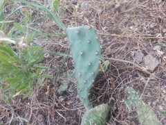 Opuntia cespitosa