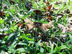Geograpsus grayi