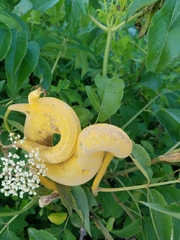 Puccinia sambuci