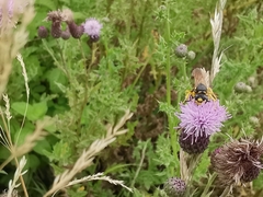 Philanthus coronatus
