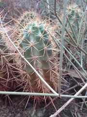 Echinocereus