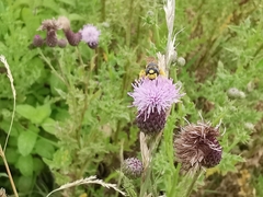 Philanthus coronatus