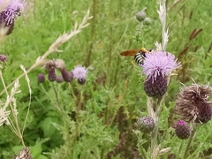 Philanthus coronatus