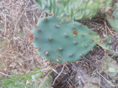 Opuntia cespitosa