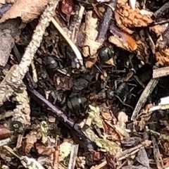Formica polyctena × rufa