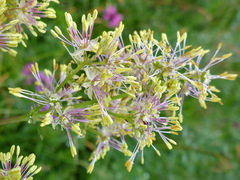 Thalictrum flavum