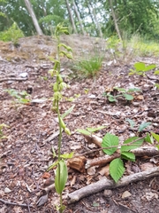 Epipactis phyllanthes