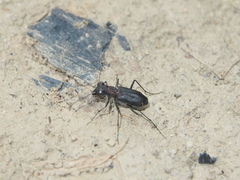 Cylindera viduata