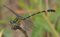 Austrogomphus cornutus