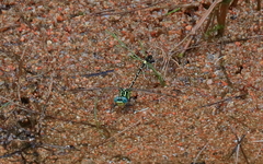 Austrogomphus cornutus