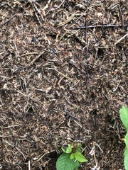 Formica polyctena × rufa