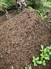 Formica polyctena × rufa
