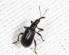 Eugnamptus angustatus