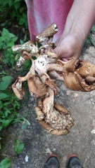Pleurotus cornucopiae