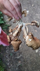 Pleurotus cornucopiae