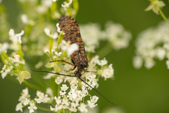 Hagenella clathrata