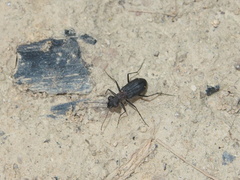 Cylindera viduata