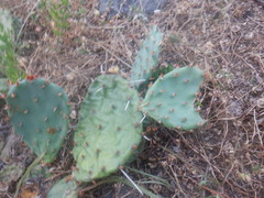 Opuntia cespitosa