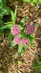 Asclepias incarnata