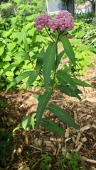 Asclepias incarnata