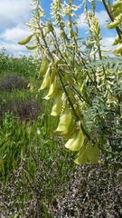 Astragalus oxyphysus