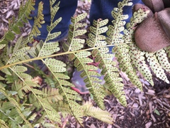 Dryopteris erythrosora