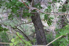 Acer negundo interius
