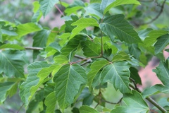 Acer negundo interius