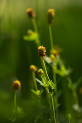 Trifolium spadiceum